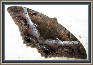 Foto por bsabarnowl on Flickr bajo una Creative Commons license.